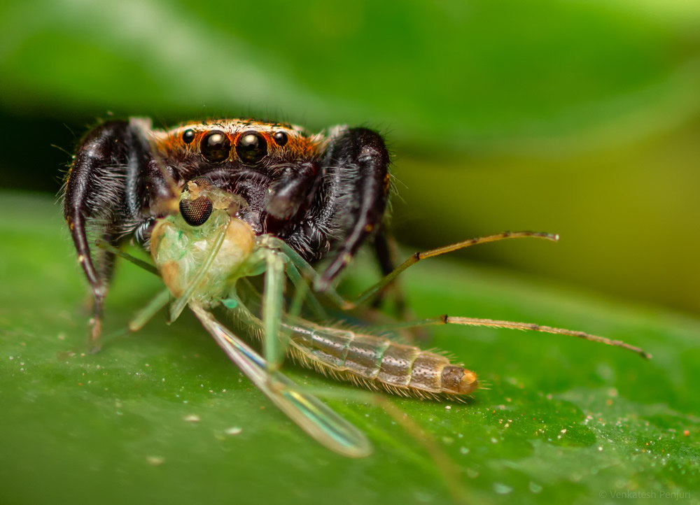 My Personal Best: Indian Macro Photographer Venkatesh Penjuri