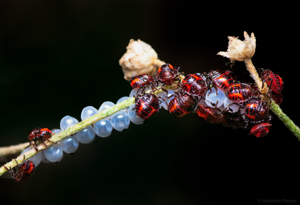 My Personal Best: Indian Macro Photographer Venkatesh Penjuri