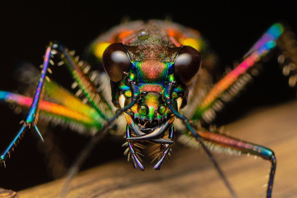 My Personal Best: Indian Macro Photographer Venkatesh Penjuri