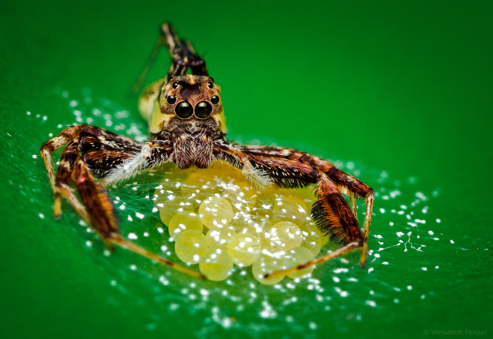 My Personal Best: Indian Macro Photographer Venkatesh Penjuri