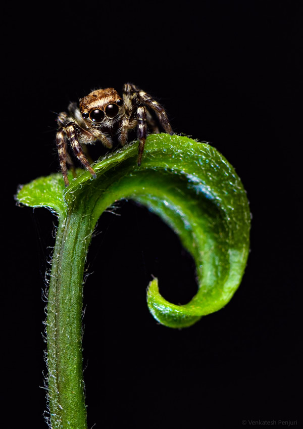 My Personal Best: Indian Macro Photographer Venkatesh Penjuri