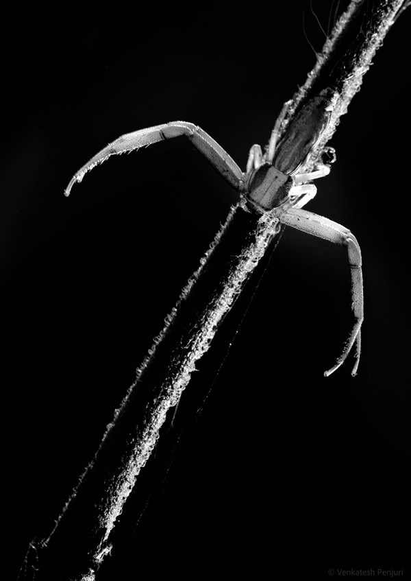 My Personal Best: Indian Macro Photographer Venkatesh Penjuri