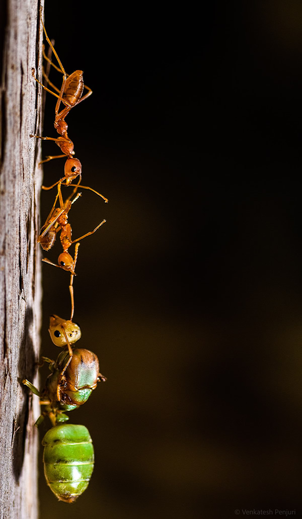 My Personal Best: Indian Macro Photographer Venkatesh Penjuri