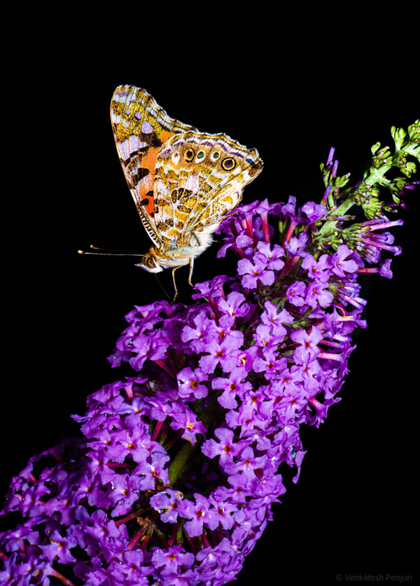 My Personal Best: Indian Macro Photographer Venkatesh Penjuri