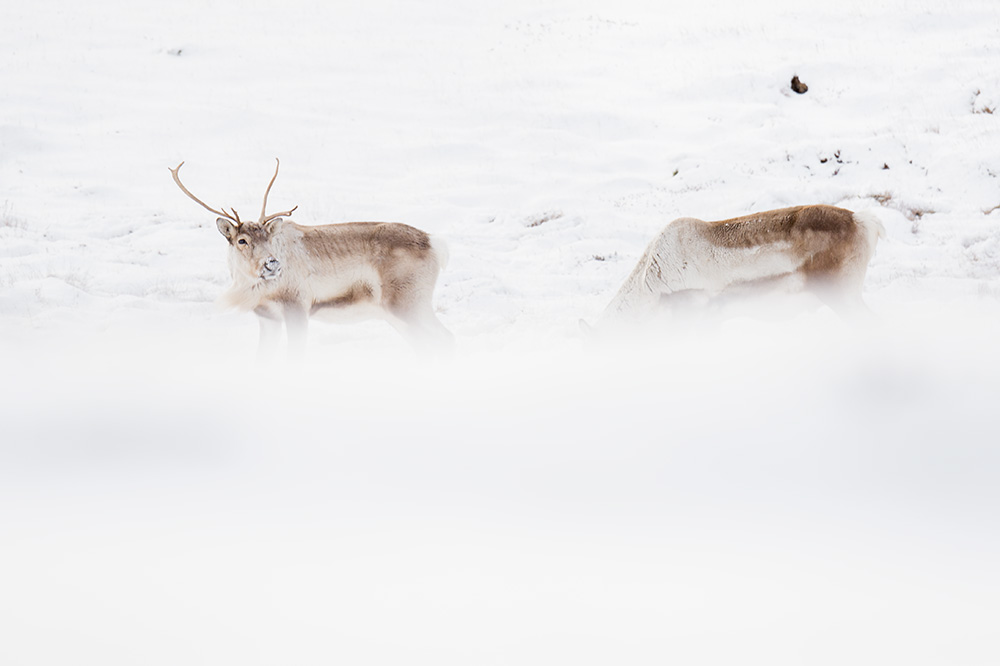 My Personal Best: Wildlife Photographer Samy Berkani