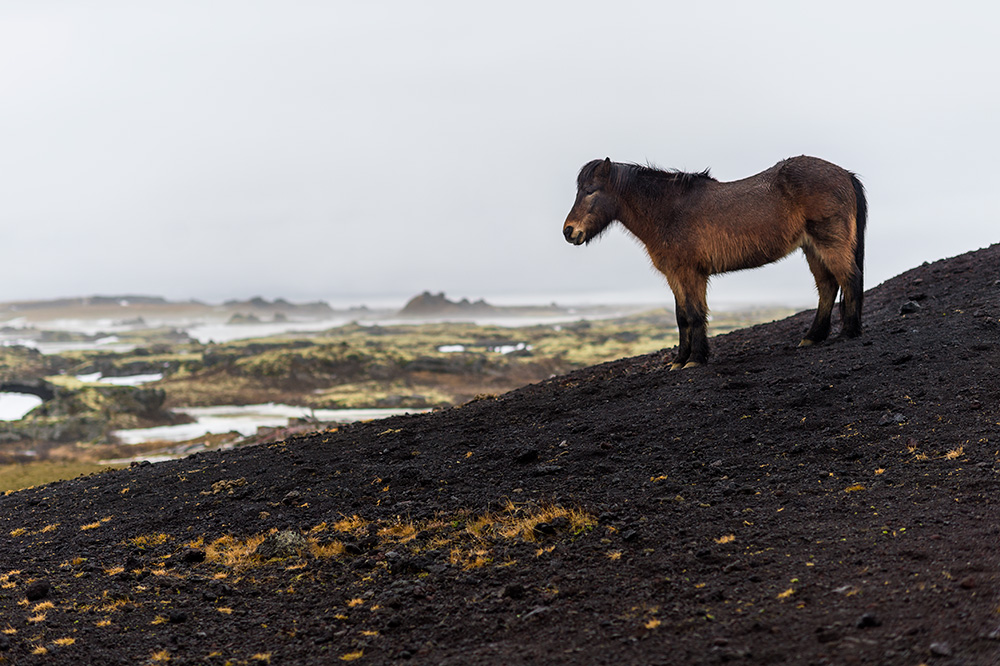 My Personal Best: Wildlife Photographer Samy Berkani