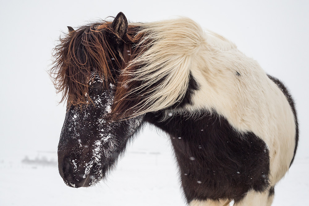 My Personal Best: Wildlife Photographer Samy Berkani