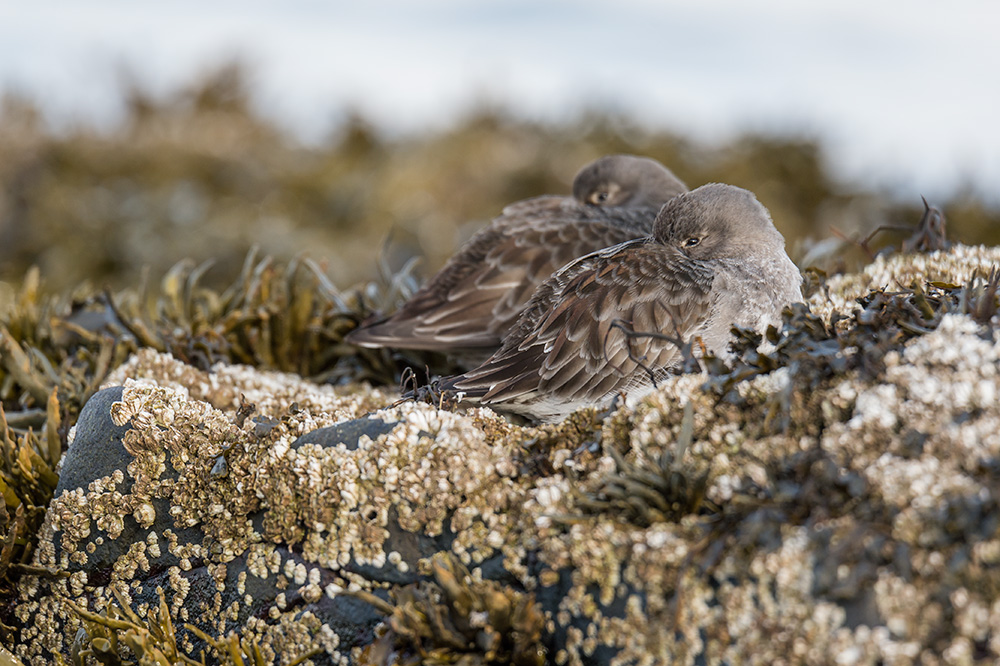 My Personal Best: Wildlife Photographer Samy Berkani