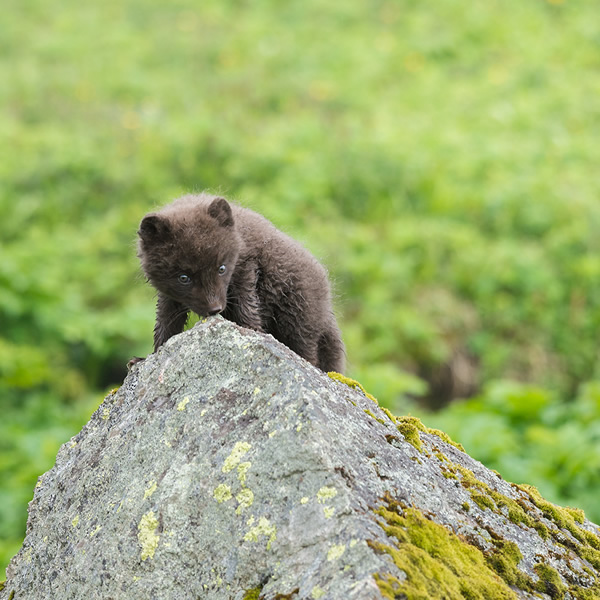 My Personal Best: Wildlife Photographer Samy Berkani