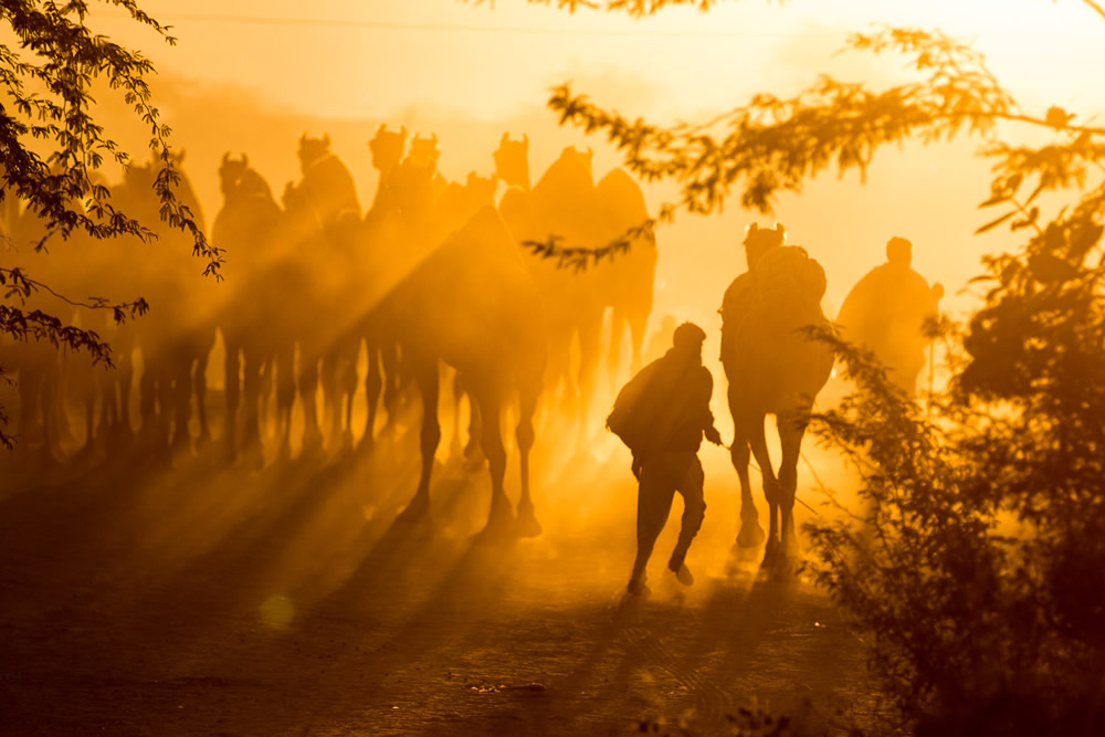 Pushkar Camel Fair, Rajasthan