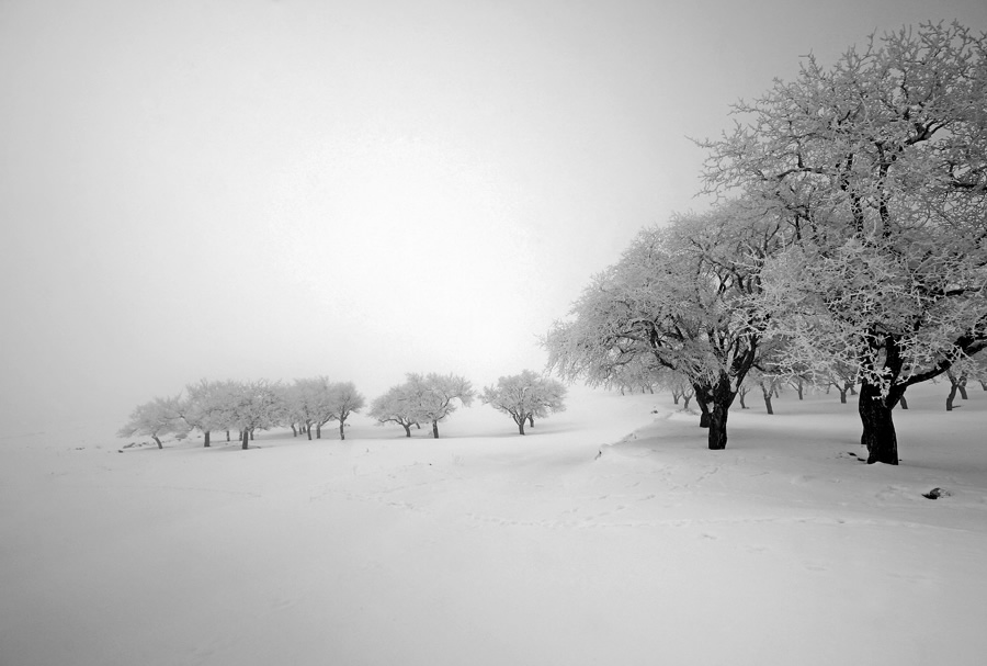 The Passion Of Trees By Iranian Photographer Ali Shokri