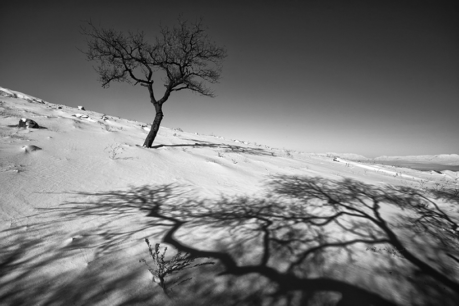 The Passion Of Trees By Iranian Photographer Ali Shokri