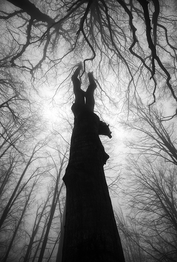 The Passion Of Trees By Iranian Photographer Ali Shokri