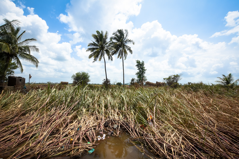 Haripur Village, Sangli. Whole farm of sugarcane crops have been destroyed across Sangli district due to flooding. 