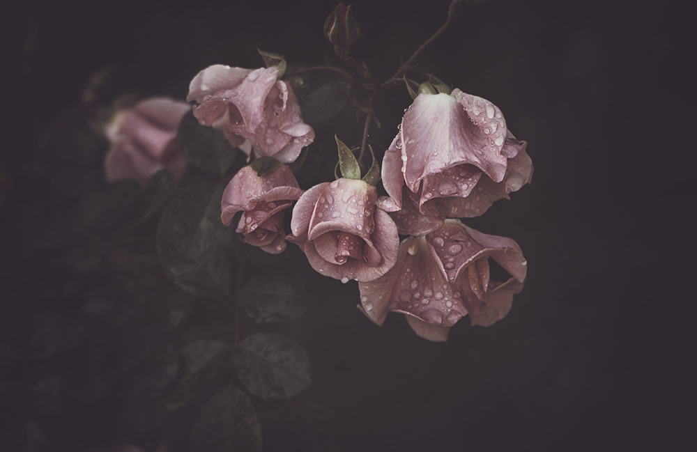 Moody Roses: Beautiful Fine Art Photographs By Marina De Wit