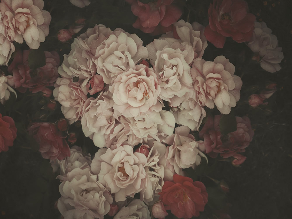 Moody Roses: Beautiful Fine Art Photographs By Marina De Wit