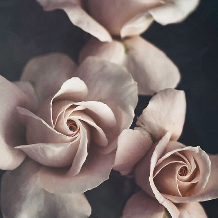 Moody Roses: Beautiful Fine Art Photographs By Marina De Wit