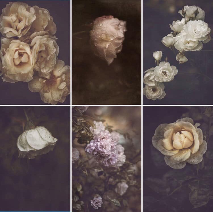 Moody Roses: Beautiful Fine Art Photographs By Marina De Wit