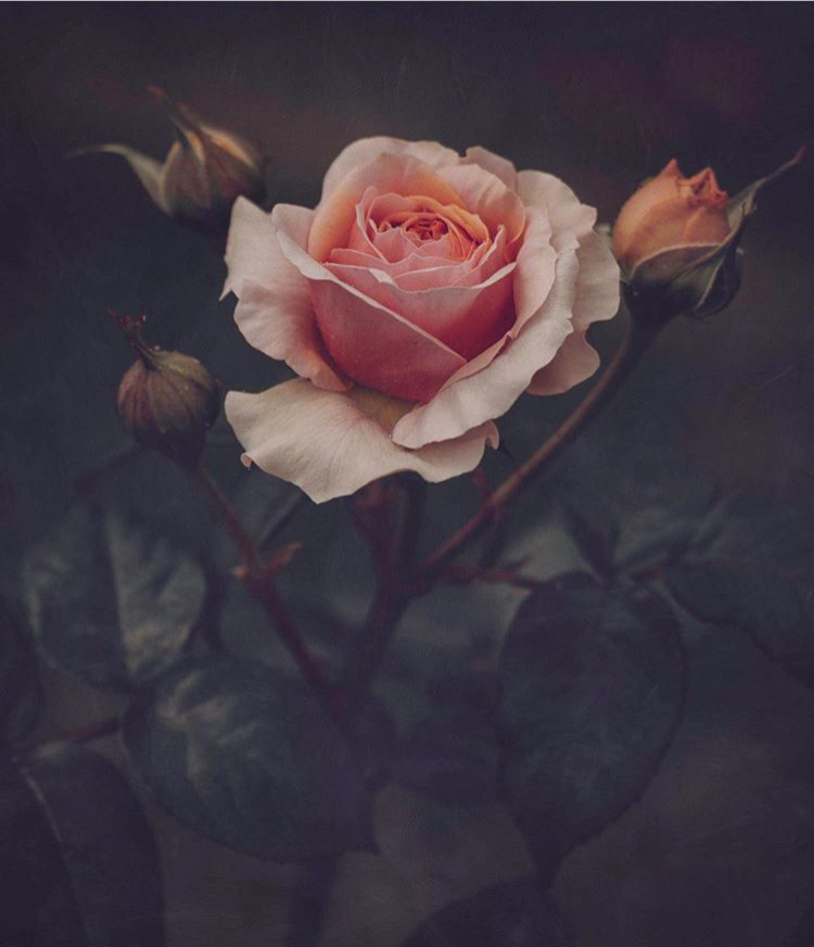 Moody Roses: Beautiful Fine Art Photographs By Marina De Wit