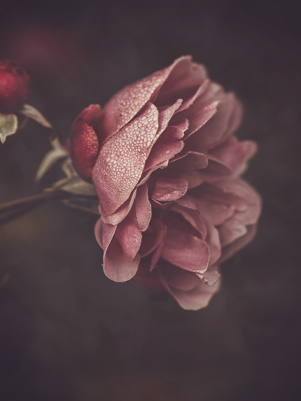 Moody Roses: Beautiful Fine Art Photographs By Marina De Wit