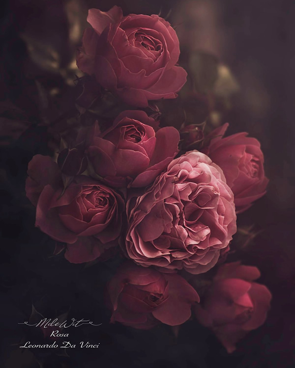 Moody Roses: Beautiful Fine Art Photographs By Marina De Wit