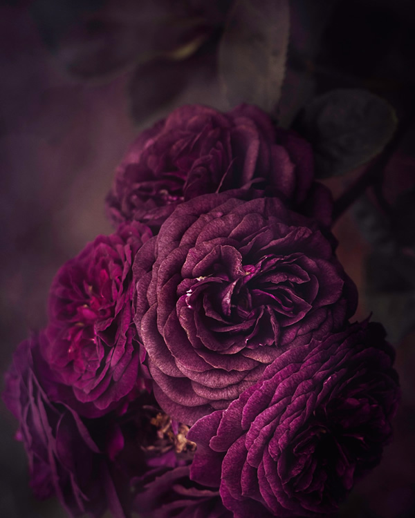 Moody Roses: Beautiful Fine Art Photographs By Marina De Wit