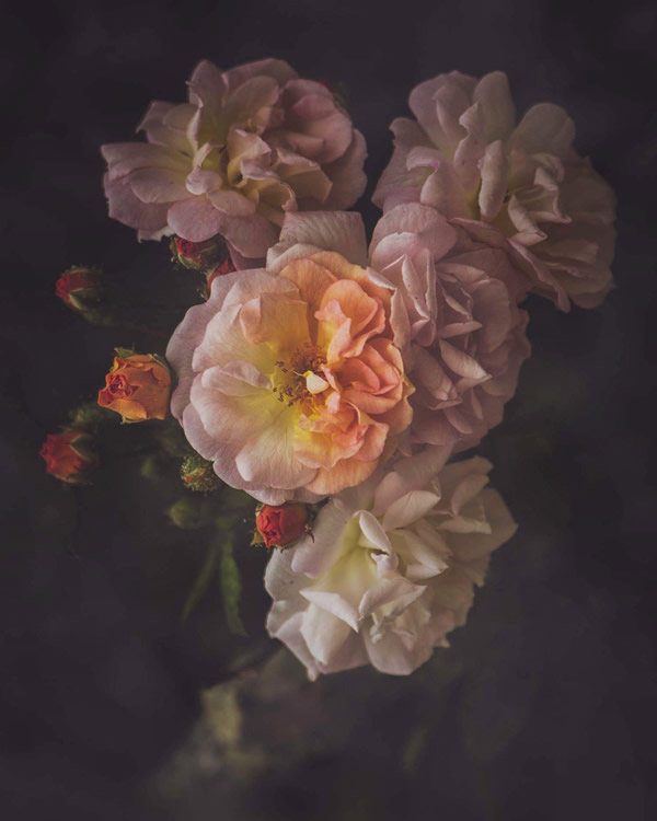 Moody Roses: Beautiful Fine Art Photographs By Marina De Wit