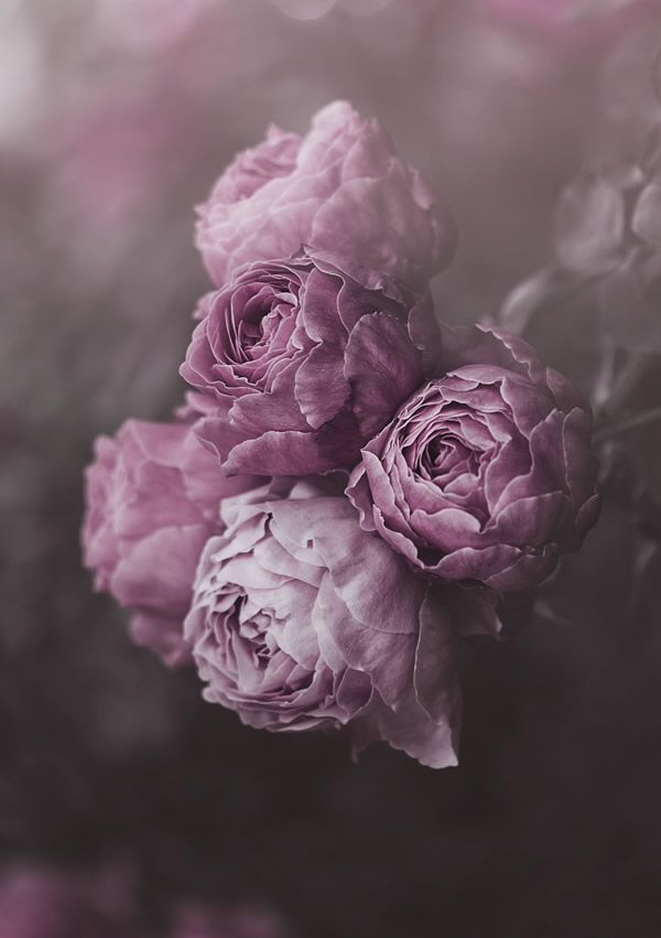 Moody Roses: Beautiful Fine Art Photographs By Marina De Wit