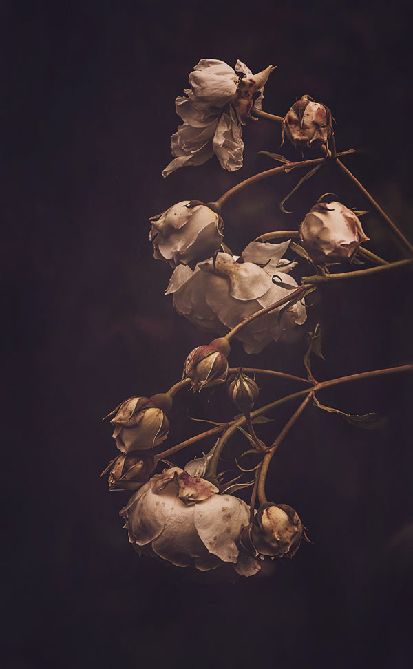 Moody Roses: Beautiful Fine Art Photographs By Marina De Wit