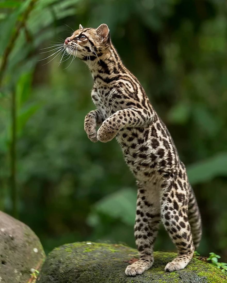 Margay - Animals In Costa Rica by Supreet Sahoo