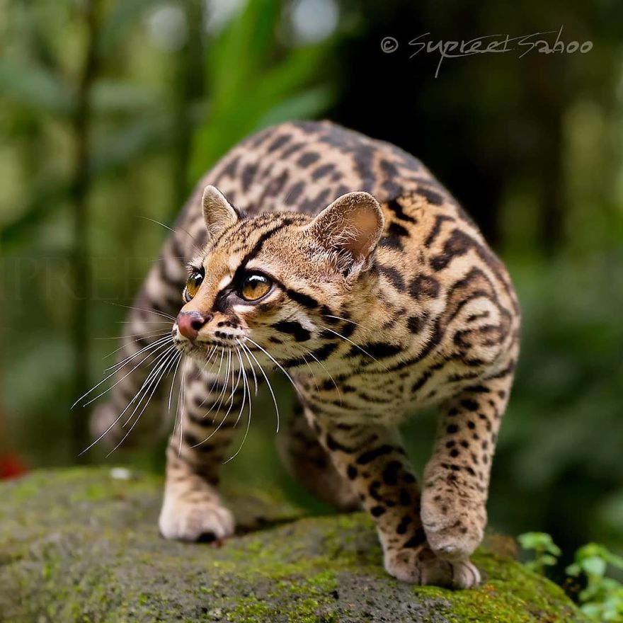 Margay - Animals In Costa Rica by Supreet Sahoo