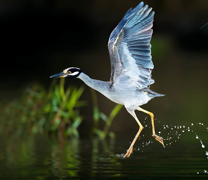 Yellow-Crowned Night-Heron - Animals In Costa Rica by Supreet Sahoo