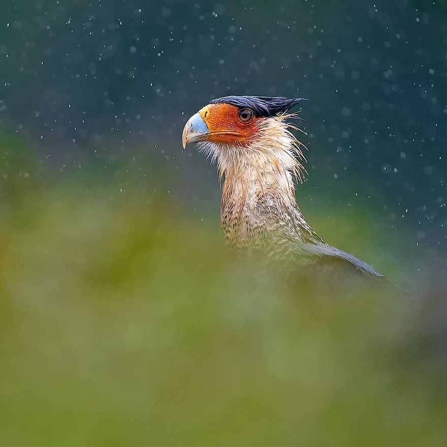 Crested Caracara - Animals In Costa Rica by Supreet Sahoo