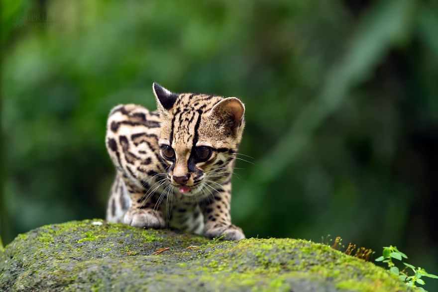 Margay - Animals In Costa Rica by Supreet Sahoo