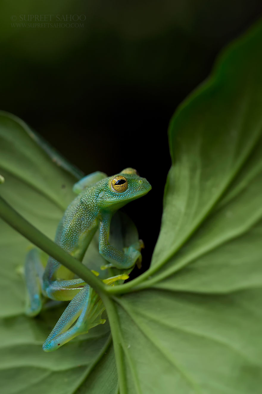 Glass Frog - Animals In Costa Rica by Supreet Sahoo