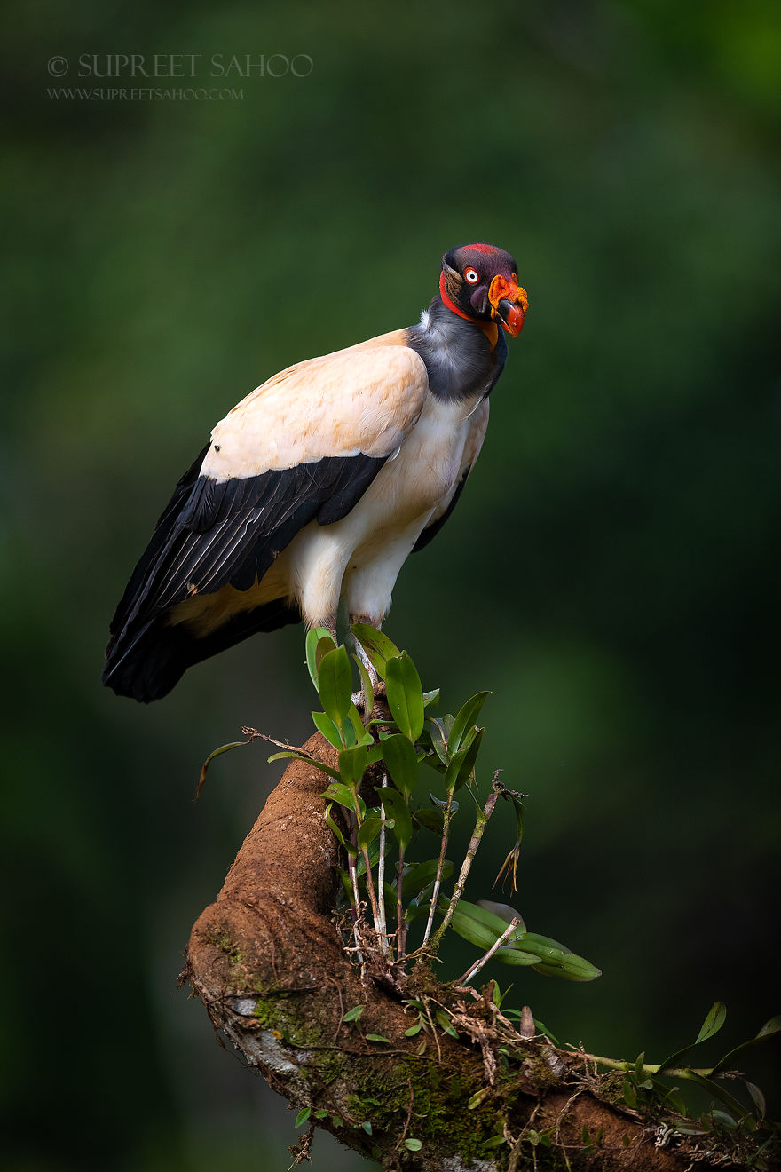 King Vulture - Animals In Costa Rica by Supreet Sahoo