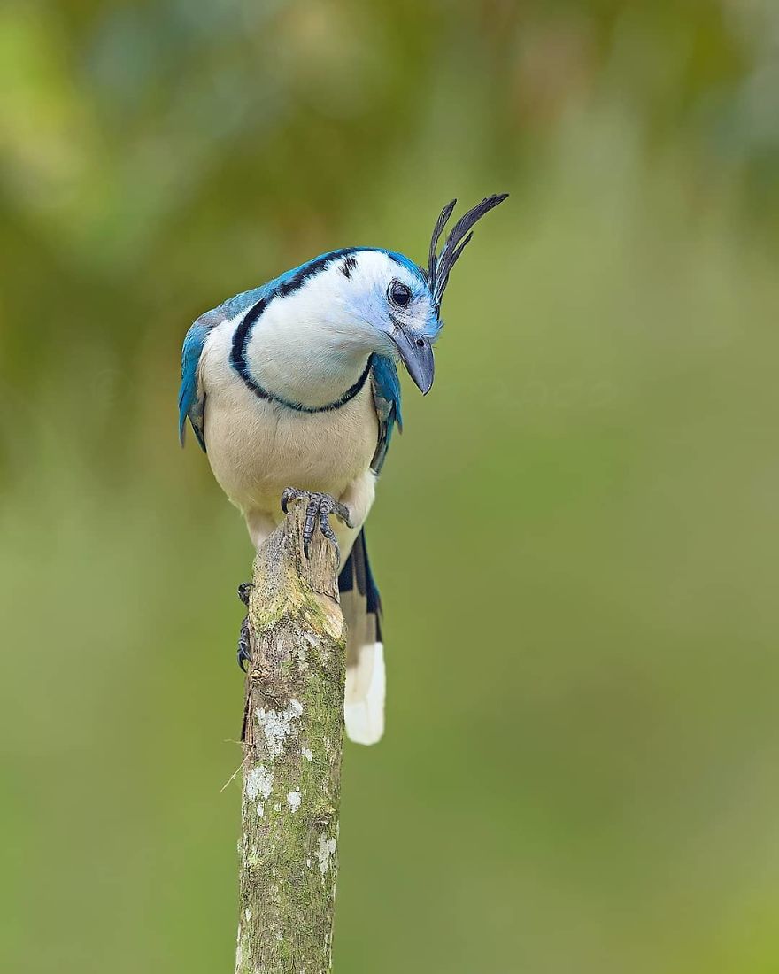 White Throated Magpie Jay - Animals In Costa Rica by Supreet Sahoo