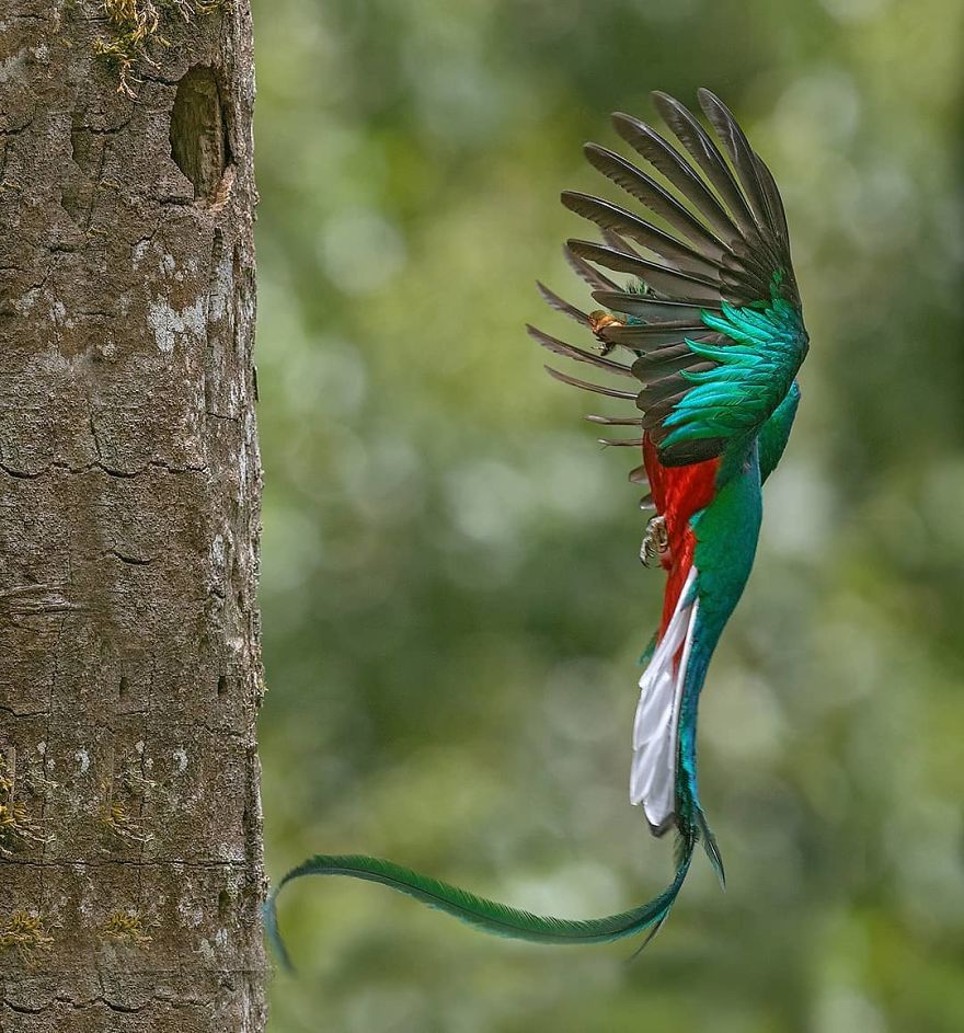 Resplendent Quetzal - Animals In Costa Rica by Supreet Sahoo