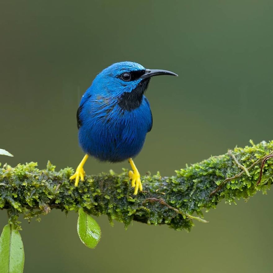 Shining Honeycreeper - Animals In Costa Rica by Supreet Sahoo