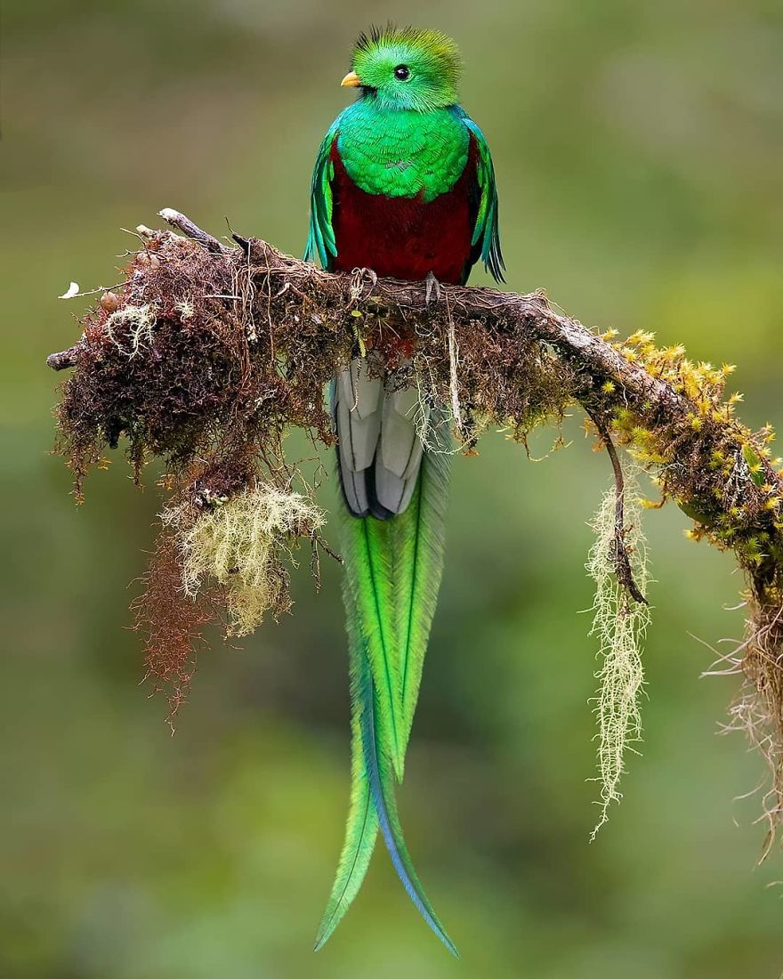 Resplendent Quetzal - Animals In Costa Rica by Supreet Sahoo