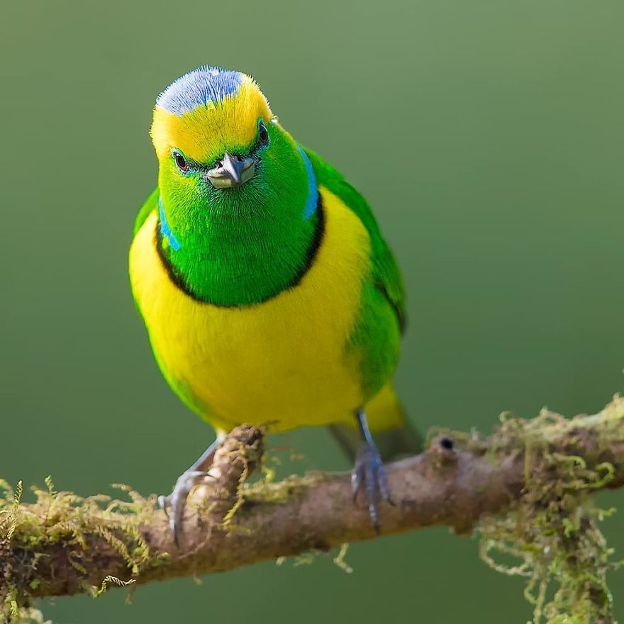 Golden-Browed Chlorophonia - Animals In Costa Rica by Supreet Sahoo