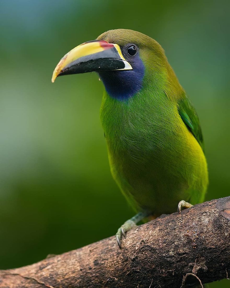 Blue Throated Toucan - Animals In Costa Rica by Supreet Sahoo