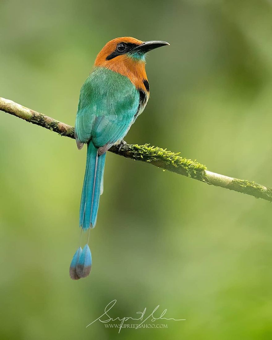 Broad-Billed Motmot - Animals In Costa Rica by Supreet Sahoo