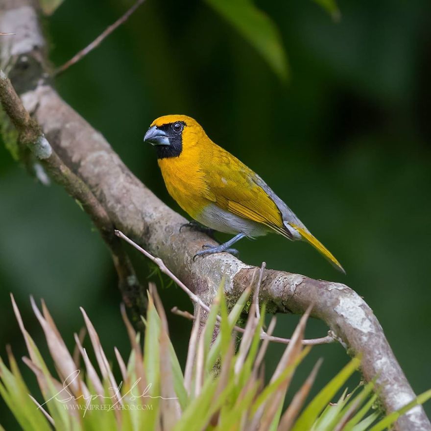 Black Faced Grosbeak - Animals In Costa Rica by Supreet Sahoo