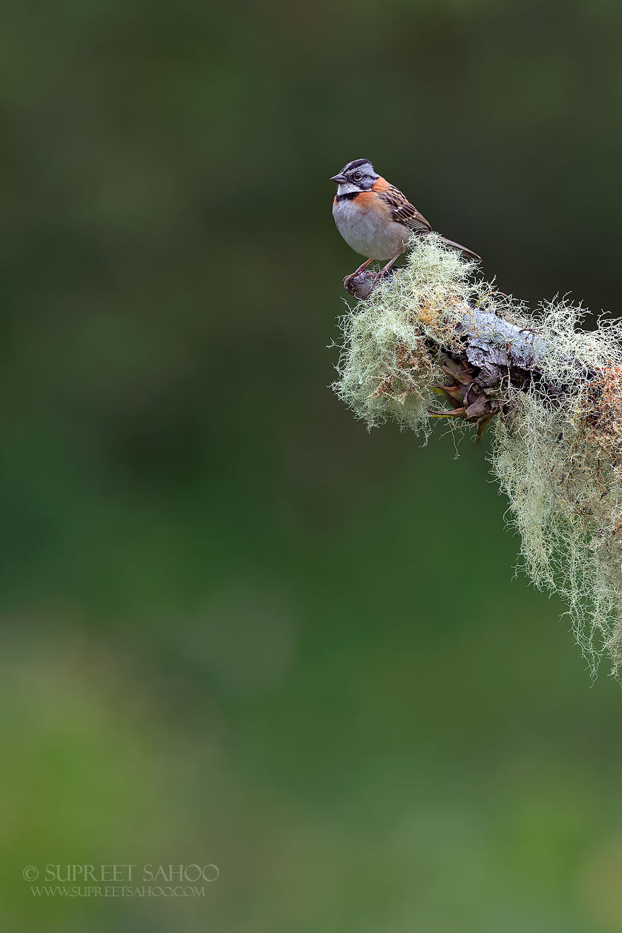 Rufus-Collared Sparrow - Animals In Costa Rica by Supreet Sahoo