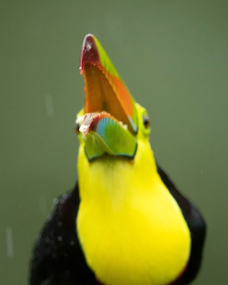 Keel-Billed Toucan - Animals In Costa Rica by Supreet Sahoo