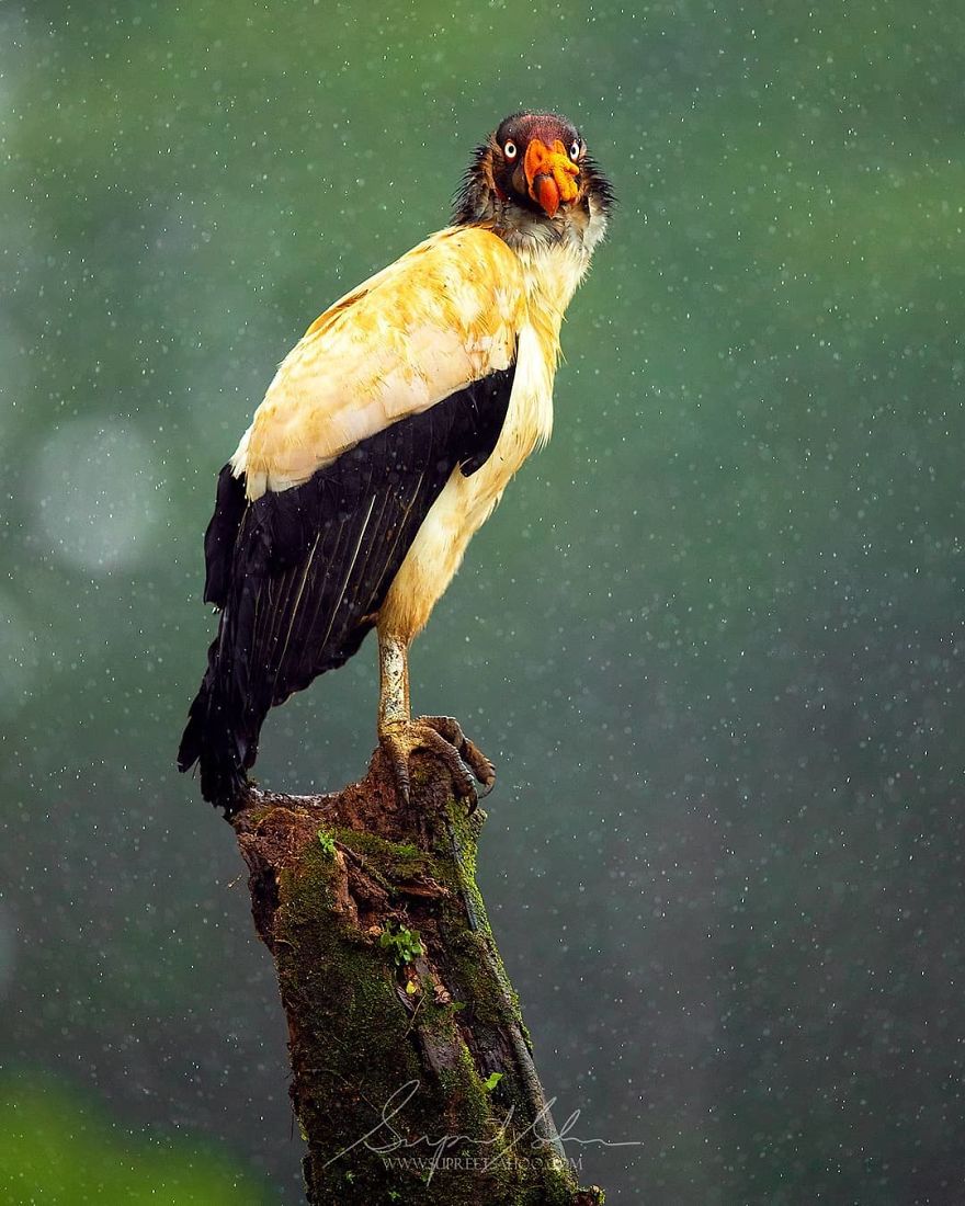 King Vulture - Animals In Costa Rica by Supreet Sahoo