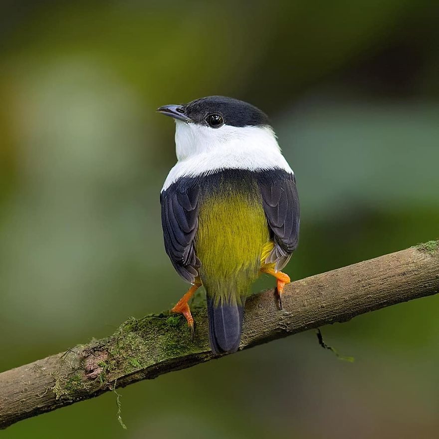 White Collared Manakin - Animals In Costa Rica by Supreet Sahoo