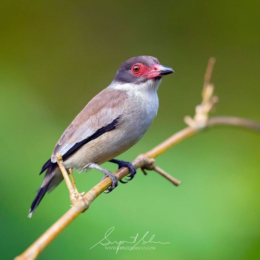 Masked Tityra - Animals In Costa Rica by Supreet Sahoo