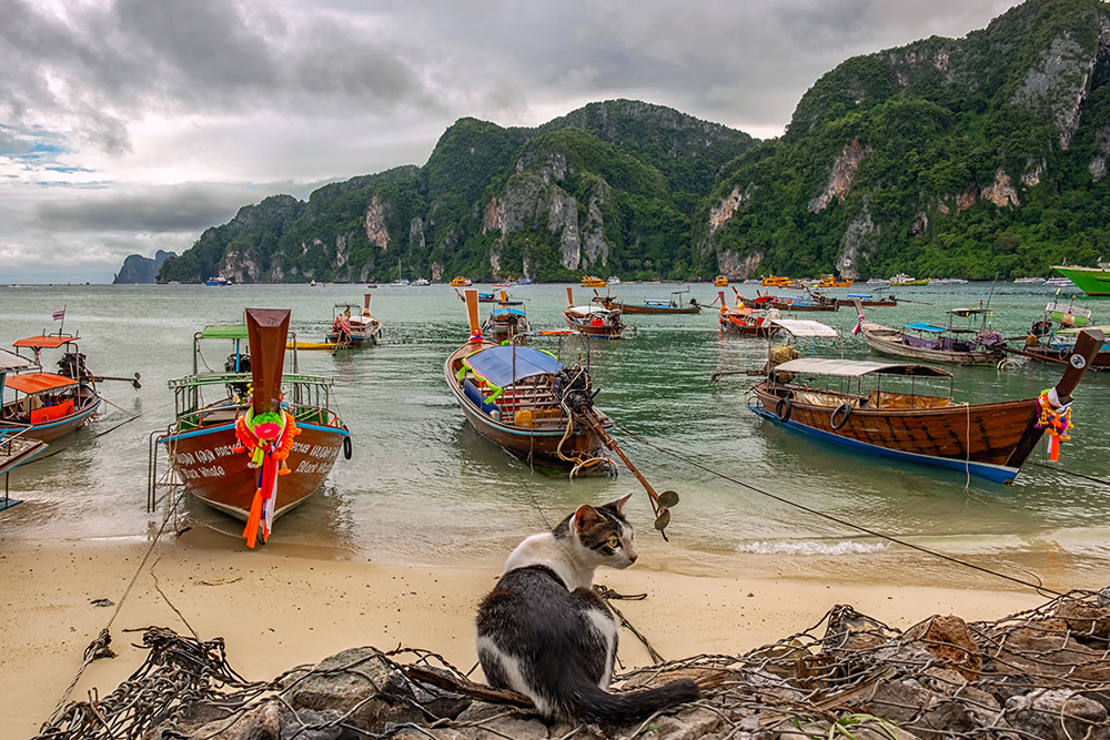 The Cat of Ko Phi Phi Island, Thailand